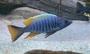 Copadichromis sp. 'likomae masinje'
