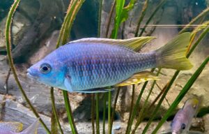 Copadichromis sp. 'likomae masinje'