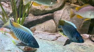 Copadichromis sp. 'likomae masinje'