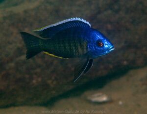 Copadichromis sp. 'lupingu blue' Lupingu blue
