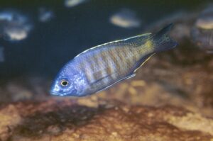 Copadichromis sp. 'maison' Maison Reef