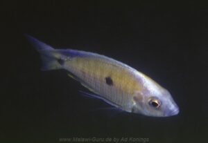 Copadichromis sp. 'makanjila' Makanjila Rocks