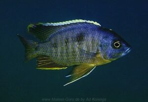 Copadichromis sp. 'mbenji blue' Mbenji Island