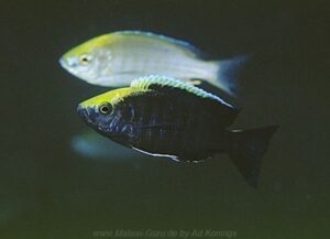 Copadichromis sp. 'mloto goldcrest' Makonde