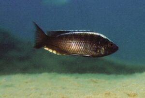 Copadichromis sp. 'mloto liuli' Liuli