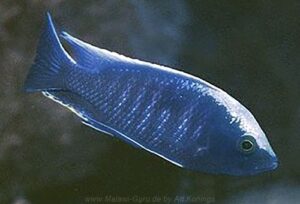 Copadichromis sp. 'mloto reef' Maison Reef