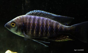 Copadichromis sp. 'mloto undu' Undu Reef