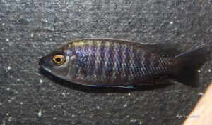 Copadichromis sp. 'mloto undu' Undu Reef