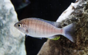 Copadichromis sp. 'mloto undu' Undu Reef