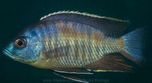 Copadichromis sp. 'pictus maleri' Nakantenga Island