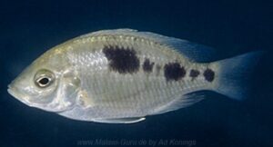 Copadichromis sp. 'pictus maleri' Nakantenga Island