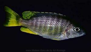 Copadichromis sp. 'taiwan yellow' Taiwanee Reef