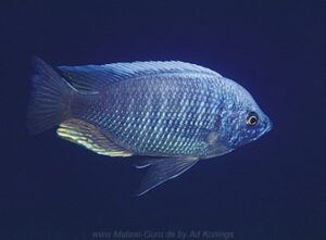 Copadichromis sp. 'tumbi two spot' Tumbi Point