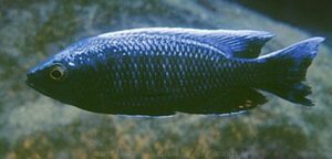 Copadichromis sp. 'virginalis chitande' Chitande Island