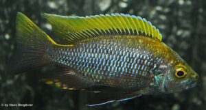 Copadichromis sp. 'virginalis gold' Chiofu