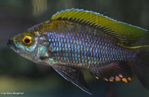 Copadichromis sp. 'virginalis gold' Chiofu