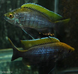 Copadichromis sp. 'virginalis gold' Chiofu
