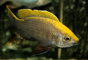 Copadichromis sp. 'virginalis gold' Chiofu