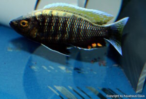 Copadichromis sp. 'virginalis gold' Nkanda