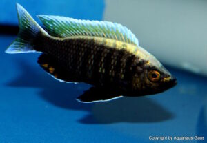 Copadichromis sp. 'virginalis gold' Nkanda