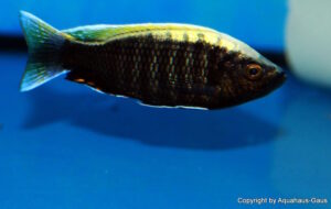 Copadichromis sp. 'virginalis gold'