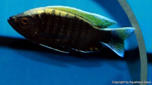 Copadichromis sp. 'virginalis gold' Nkanda