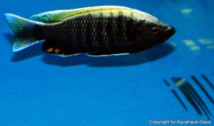 Copadichromis sp. 'virginalis gold' Nkanda