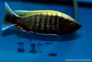 Copadichromis sp. 'virginalis gold' Nkanda