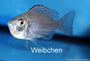 Copadichromis sp. 'virginalis gold' Nkanda