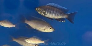Copadichromis sp. 'virginalis kajose' Kirondo