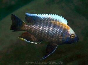 Copadichromis sp. 'yellow black lupingu' Lupingu