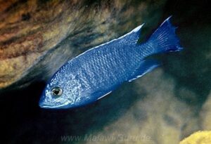 Copadichromis sp. 'yellow jumbo' Gome