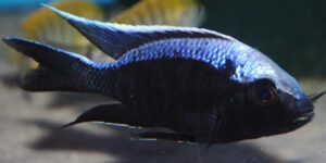 Copadichromis trewavasae Arten