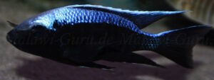 Copadichromis trewavasae 'Chizumulu Island'