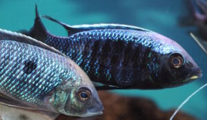 Copadichromis trewavasae 'Chizumulu Island'