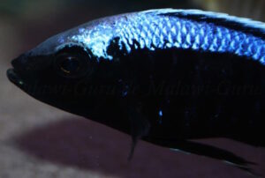 Copadichromis trewavasae 'Chizumulu Island'