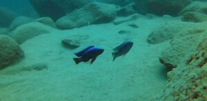 Copadichromis trewavasae
