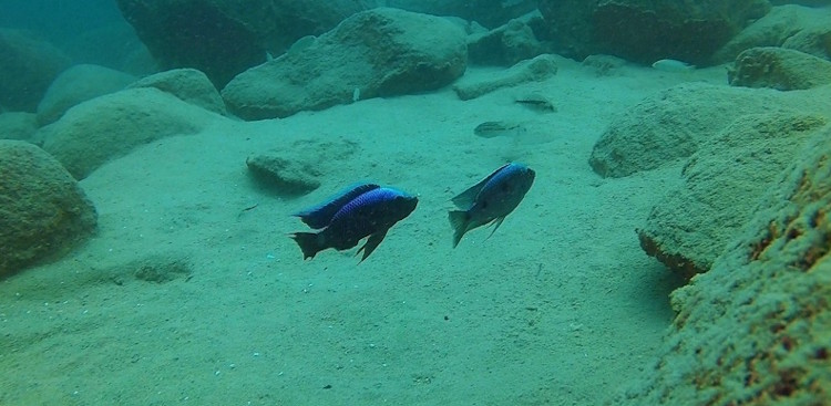 Copadichromis trewavasae 'Likoma Island''Likoma Island' im Malawisee Copadichromis trewavasae