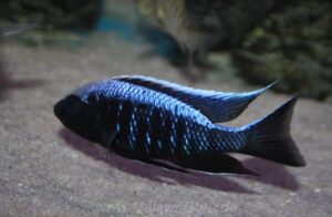 Copadichromis trewavasae 'Likoma Island'