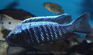 Copadichromis trewavasae