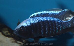 Copadichromis trewavasae 'Likoma Island'