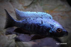 Copadichromis trewavasae 'Lupingu''Lupingu' Copadichromis trewavasae 'Lupingu'