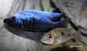 Copadichromis trewavasae 'Lupingu'