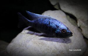 Copadichromis trewavasae 'Lupingu'