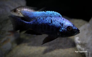 Copadichromis trewavasae 'Lupingu'