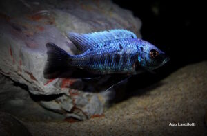 Copadichromis trewavasae 'Lupingu'