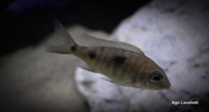 Copadichromis trewavasae 'Lupingu'