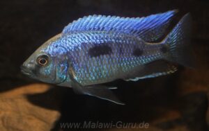 Copadichromis trewavasae 'Lupingu'