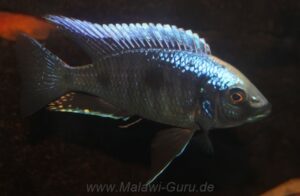 Copadichromis trewavasae 'Lupingu'