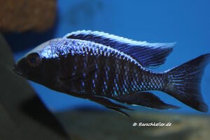 Copadichromis trewavasae 'Madimba Bay’